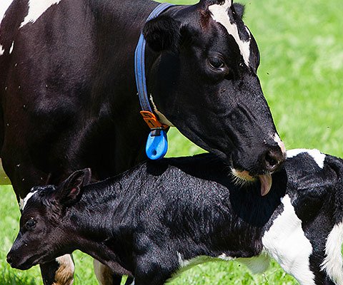Artigos - Doenças do trato reprodutivo de bovinos leiteiros