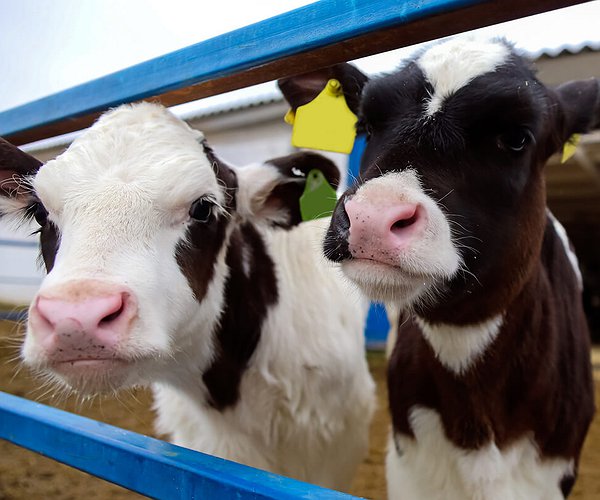 Artigos - Como aumentar o potencial genético dos animais com Igenity Dairy