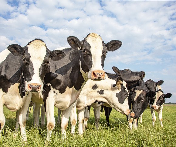 Artigos - Como aumentar a fertilidade em vacas de alta produção