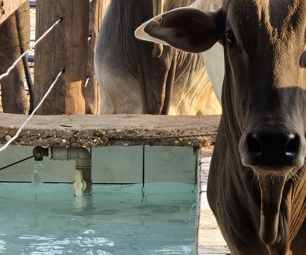 Artigos - Hidratação como fator-chave no manejo da pneumonia bovina