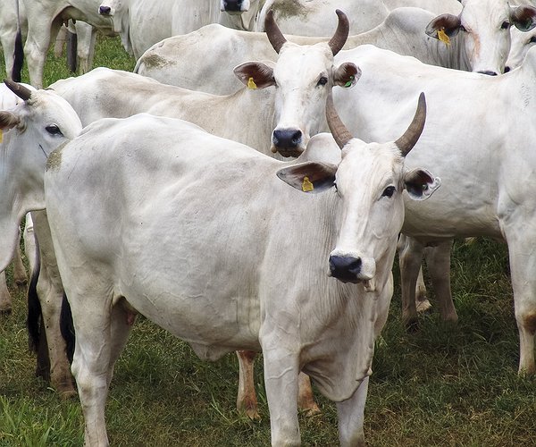 Artigos - Protocolo Ouro: dos desafios reprodutivos à fertilidade